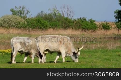 Beautiful hungarian grey bulls in the field