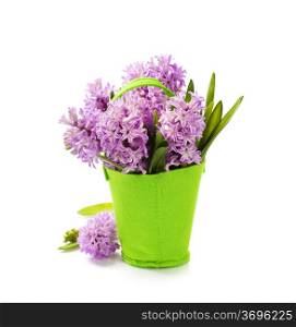 Beautiful Hyacinths in vase over white