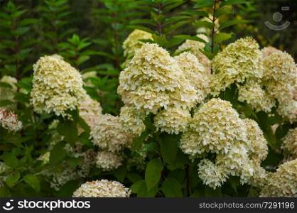 Beautiful Hydrangea flower. Latin name- Hydrangea arborescens.. Beautiful Hydrangea flower