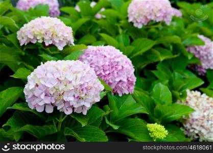 Beautiful hydrangea plant with pink flowers