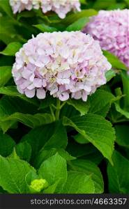 Beautiful hydrangea plant with pink flowers
