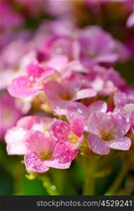Beautiful hydrangea with drops in the sunset in the garden
