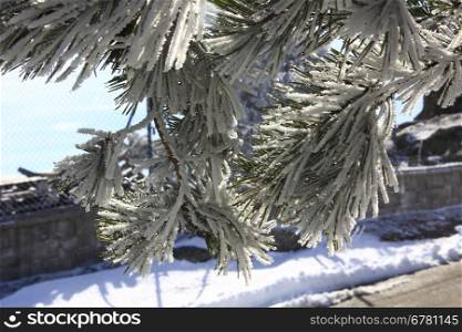 beautiful ice pine branches above