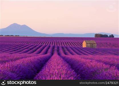Beautiful iconic old small French rural house in blooming lavender fields in Provence at sunrise.