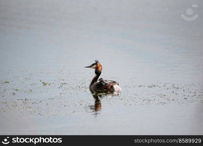 Beautiful image if Great Crested Grebe family with chicks on water of lake in Spring sunshine