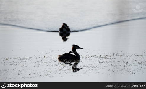 Beautiful image if Great Crested Grebe family with chicks on water of lake in Spring sunshine