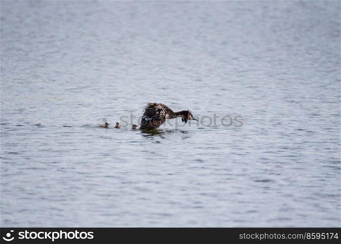 Beautiful image if Great Crested Grebe family with chicks on water of lake in Spring sunshine