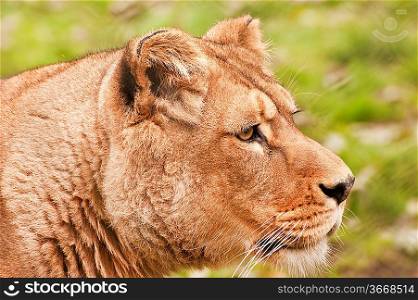 Beautiful image of a lioness relaxing on a warm day