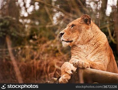 Beautiful image of a lioness relaxing on a warm day