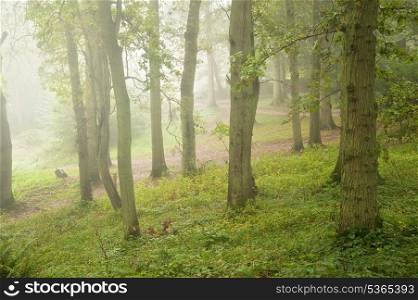 Beautiful image of Autumn Fall colors in nature of flora an foggy forest foliage