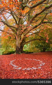 Beautiful image of Autumn Fall colors in nature of flora and foliage fairy ring of mushrooms