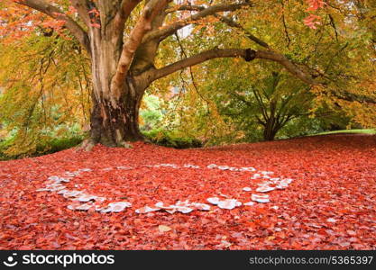 Beautiful image of Autumn Fall colors in nature of flora and foliage fairy ring of mushrooms