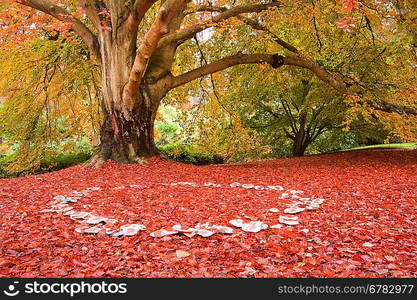 Beautiful image of Autumn Fall colors in nature of flora and foliage fairy ring of mushrooms