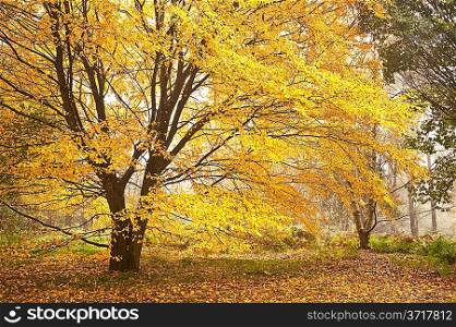 Beautiful image of Autumn Fall colors in nature of flora anf foliage