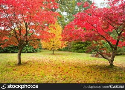 Beautiful image of Autumn Fall colors in nature of flora anf foliage