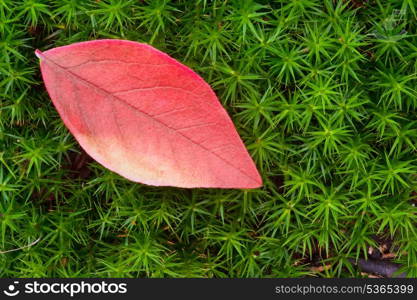 Beautiful image of Autumn Fall colors in nature of flora anf foliage