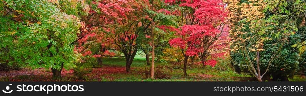 Beautiful image of Autumn Fall colors in nature wide forest panorama
