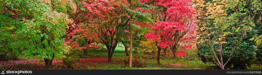 Beautiful image of Autumn Fall colors in nature wide forest panorama