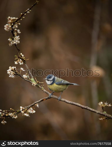 Beautiful image of Blue Tit bird Cyanistes Caeruleus on branich in Spring sunshine and rain in garden