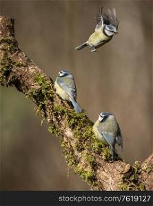 Beautiful image of Blue Tit bird Cyanistes Caeruleus on branich in Spring sunshine and rain in garden