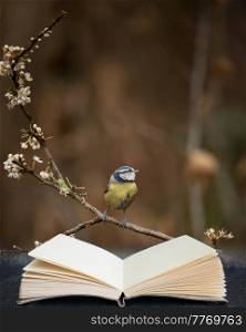 Beautiful image of Blue Tit bird Cyanistes Caeruleus on branich in Spring sunshine and rain in garden in composite image coming out of pages in reading book