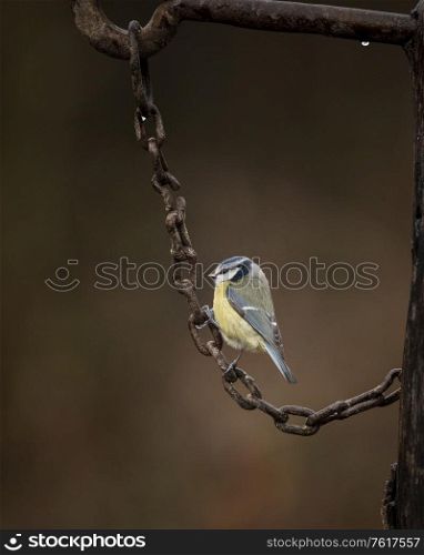 Beautiful image of Blue Tit bird Cyanistes Caeruleus on rusty chain in Spring sunshine and rain in garden