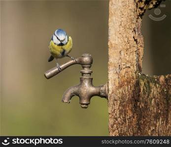 Beautiful image of Blue Tit bird Cyanistes Caeruleus on wooden post with rusty water tap in Spring sunshine and rain in garden