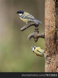 Beautiful image of Blue Tit bird Cyanistes Caeruleus on wooden post with rusty water tap in Spring sunshine and rain in garden