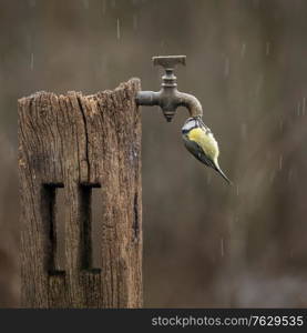 Beautiful image of Blue Tit bird Cyanistes Caeruleus on wooden post with rusty water tap in Spring sunshine and rain in garden