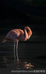 Beautiful image of Caribbean Flamingo Phoenicopterus Ruber reflected in lake