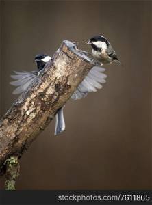 Beautiful image of Coal Tit bird Periparus Ater in garden on branch in Spring sunshine
