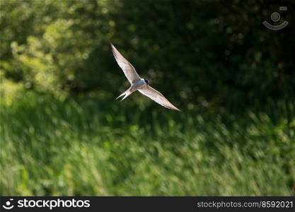 Beautiful image of Common Tern Sterna Hirunda in flight with open wing span