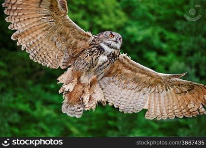 Beautiful image of European Eagle Owl in flight bubo bubo