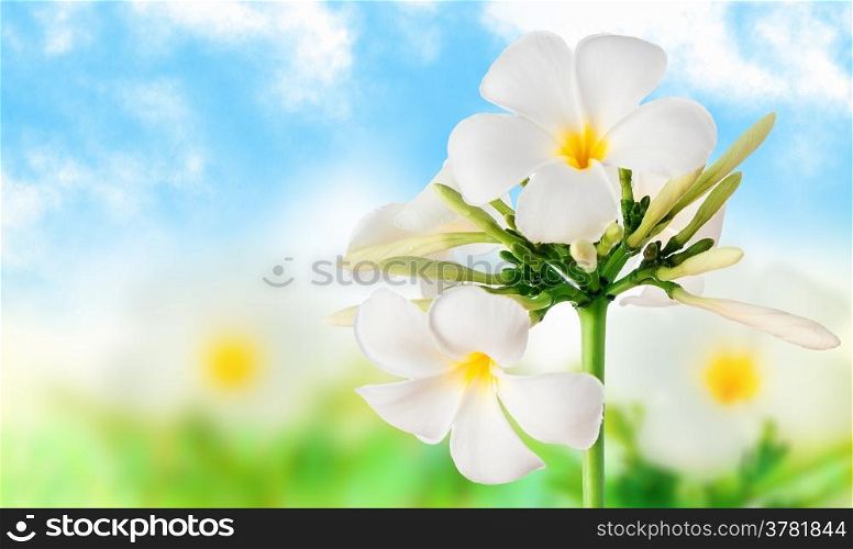 Beautiful image of flowers on a light background