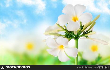 Beautiful image of flowers on a light background