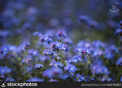 Beautiful image of forget-me-not Myosotis Scorpioides phlox flow. Fine art image of forget-me-not Myosotis Scorpioides phlox flower in Spring overflowing from vintage planter box