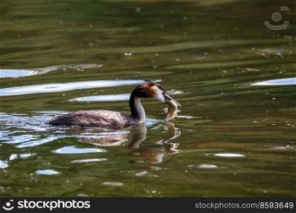Beautiful image of Great Crested Grebe Podiceps Cristatus with fish in mouth from hunting