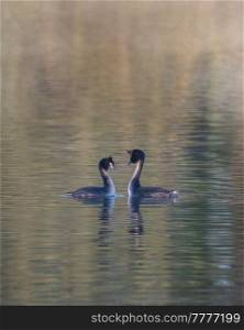 Beautiful image of Great Crested Grebes Podiceps Aristatus during mating season in Spring on misty calm lake surface