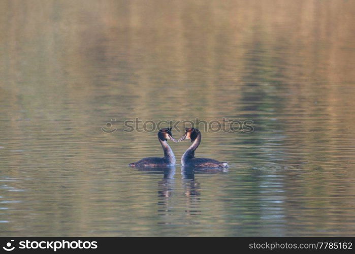 Beautiful image of Great Crested Grebes Podiceps Aristatus during mating season in Spring on misty calm lake surface