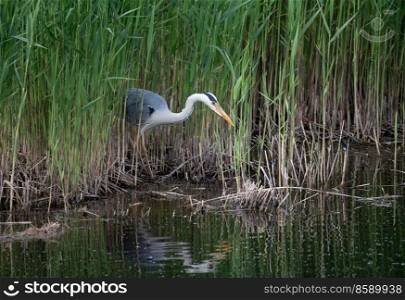 Beautiful image of Grey Heron Ardea Cinerea searching fishing for food in reeds of wetlands landscape in Spring