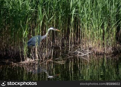 Beautiful image of Grey Heron Ardea Cinerea searching fishing for food in reeds of wetlands landscape in Spring