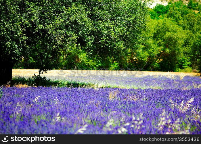 beautiful image of lavender field