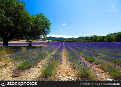 beautiful image of lavender field