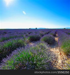 beautiful image of lavender field