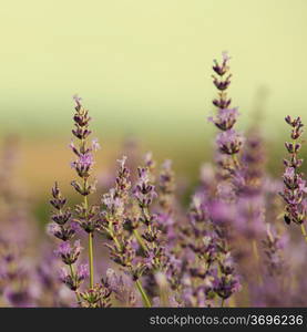 Beautiful image of lavender field