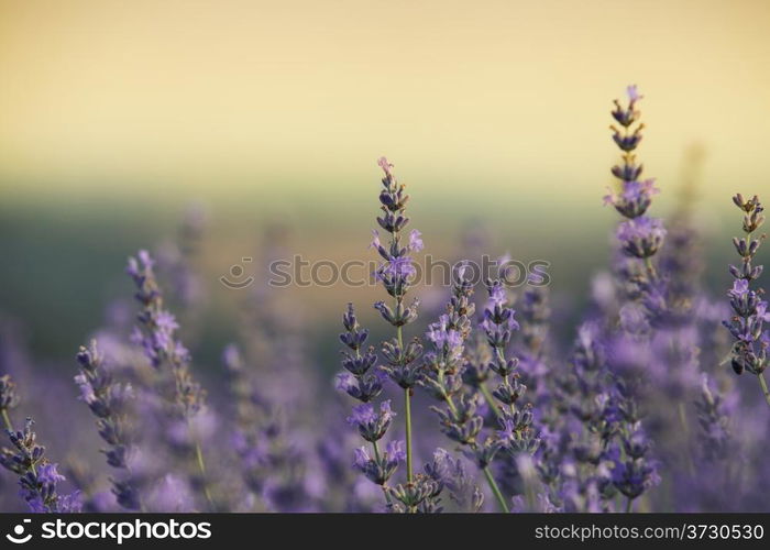 Beautiful image of lavender field