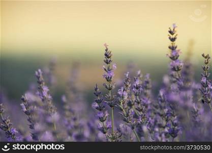 Beautiful image of lavender field