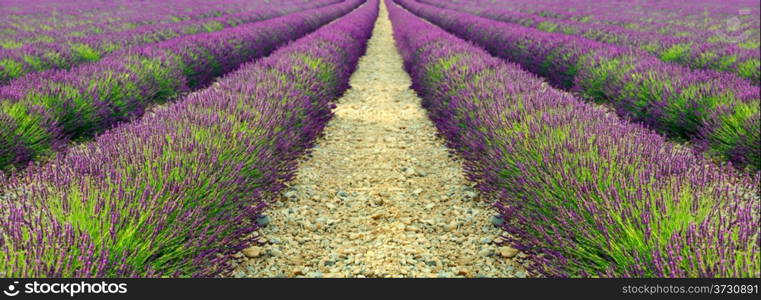 Beautiful image of lavender field