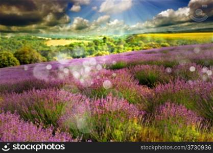 Beautiful image of lavender field