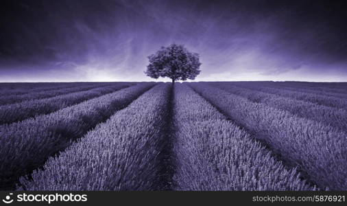 Beautiful image of lavender field landscape with single tree toned in purple